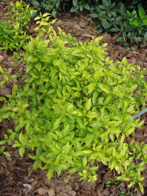 Cornus stolonifera 'Kelseyi'